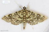 Checkered Apogeshna Moth Apogeshna stenialis #5177 