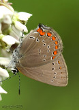 Coral Hairstreak