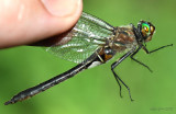 American Emerald Cordulia shurtleffii