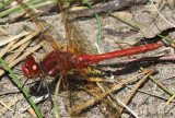 Red-veined Meadowhawk Sympetrum madidum