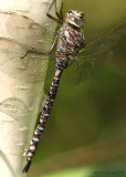 Canada Darner Aeshna canadensis