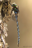 Lake Darner Aeshna eremita