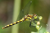 Black Meadowhawk Sympetrum danae