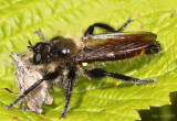 Robber Fly Laphria janus