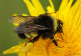 Yellow-banded Bumble Bee  Bombus terricola