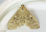 Bold-feathered Grass Moth Herpetogramma pertextalis #5275