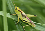 Grasshopper