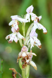 Round-leaved Orchid Orchis rotundifolia