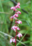 Common Pink Wintergreen Pyrola asarifolia