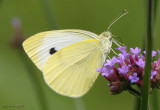 Cabbage White