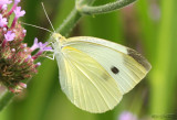 Cabbage White
