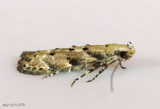 Conifer Coleotechnites Moth Coleotechnites coniferella #1803