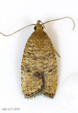 Oak Leaftier Moth Psilocorsis quercicella #0955