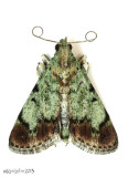 Dimorphic Macalla Moth Epipaschia superatalis #5577