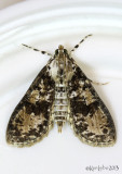 Splendid Palpita Moth Palpita magniferalis #5226