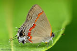 Red-banded Hairstreak