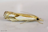 Double-banded Grass-veneer Moth Crambus agitatellus #5362