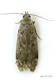 Anacampsis conclusella #2233