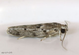 Dotted Antaeotricha Moth Antaeotricha humilis #1019