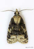 Exasperating Platynota Moth Platynota exasperatana #3743