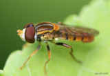 Syrphid Fly Toxomerus jussiaeae