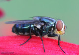Secondary Screwworm Fly Cochliomyia macellaria