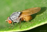 Fly - Minettia lupulina