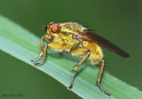Dung Fly Scathophaga stercoraria 