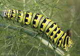 Black Swallowtail