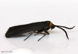Clemens False Skeletonizer Moth Acoloithus falsarius #4629