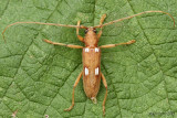 Ivory-marked Beetle Eburia quadrigeminata