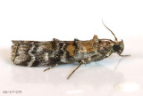 Dioryctria zimmermani #5852