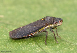 Speckled Sharpshooter Paraulacizes irrorata