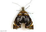 Skullcap Skeletonizer Moth Prochoreutis inflatella #2629