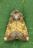 Burdock Borer Moth Papaipema cataphracta #9466