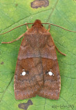 Straight-Toothed Sallow Moth Eupsilia vinulenta #9933