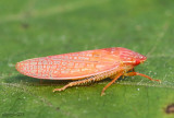 leafhopper - Gyponana gladia
