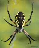 Black-and-yellow Garden Spider  female Argiope aurantia