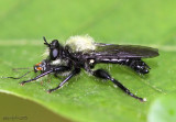 Robber Fly Laphria flavicollis