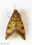 Mint-loving Pyrausta Moth Pyrausta acrionalis #5071