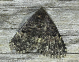 Diabolical Fungus Moth Metalectra diabolica #8503