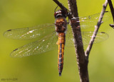 Sepia Baskettail - Epitheca sepia