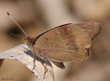 Common Buckeye - Junonia coenia