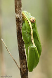 Green Treefrog - Hyla cinerea