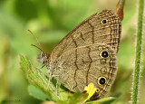 Carolina Satyr - Hermeuptychia sosybius