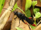 Ichneumon Wasp - Limonethe maurator