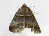 Woodland Chocolate Moth Argyrostrotis sylvarum #8760