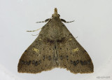 Discolored Renia Moth Renia discoloralis #8381