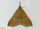 Discolored Renia Moth Renia discoloralis #8381