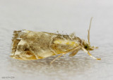 Basal-dash Glaphyria Moth Glaphyria basiflavalis #4871